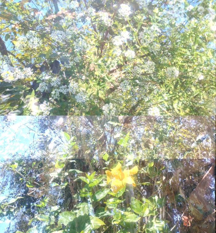 collage of photos of tress and flowers